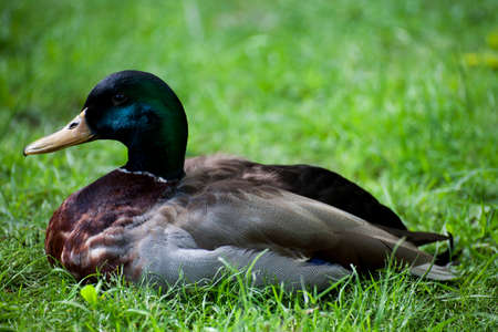 DUCK RESTING ON THE GRASS IN PARTICULAR A REAL MALE SWIMの写真素材