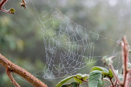 Spider web, spider net with dew and pattern in a rainy morning in a forestの写真素材