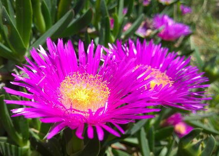 Purple flowers of a mine plantの写真素材