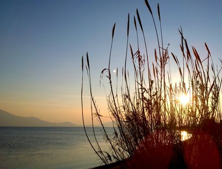 Sunset behind a reed plantの写真素材