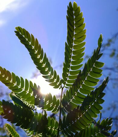 Sunlight outlining a tree leafの写真素材