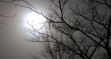 The sun during a sandstorm over a treeの写真素材