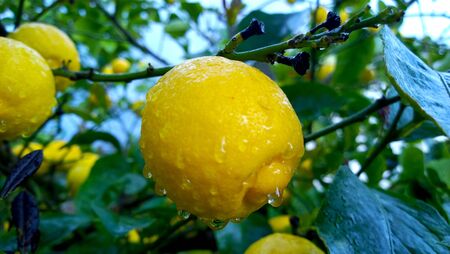 A lemon dripping after strong rainの写真素材