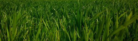 Wide view of a grassy field (young wheat)の写真素材