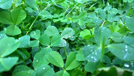 Clover field with dew droppletsの写真素材