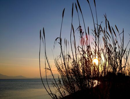 Reed plant silhouette during a sunset on a Greek island beachの写真素材