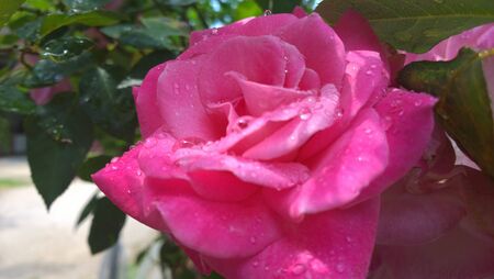 Pink rose with dew dropletsの写真素材