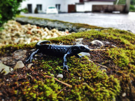 A Salamander sitting in Moss