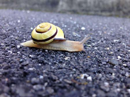 A snail on the Street の素材