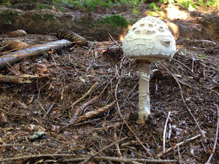 A mushroom in the Woods の素材