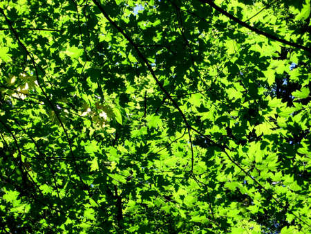 Background of green different tinge leaf.の写真素材