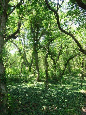 Green trees entwine of ivy in depth of forest.の写真素材