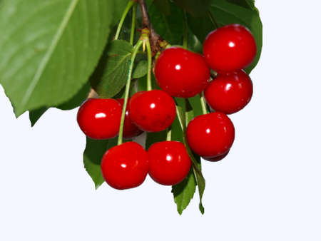 Ripe cherry on a white background    の写真素材