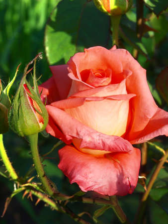 Bloom pink roses and a bud の写真素材
