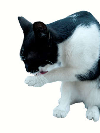Wash yourself a cat on a white background.の写真素材