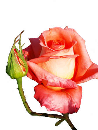 Bloom pink roses and a bud  on  a white background.    の写真素材