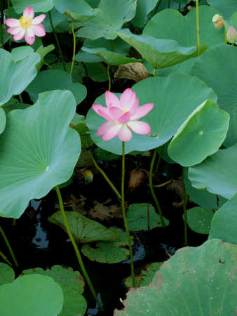 Lake water lilies.の写真素材
