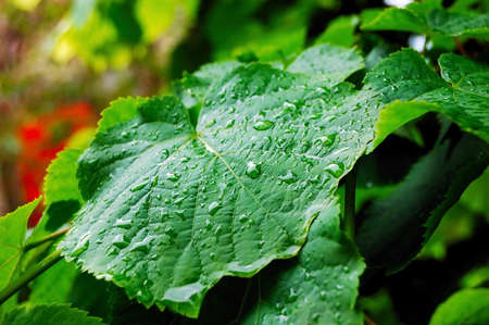 rain drops on the green leafsの写真素材