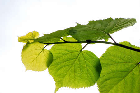 green leafs on the sky, sun lightの写真素材