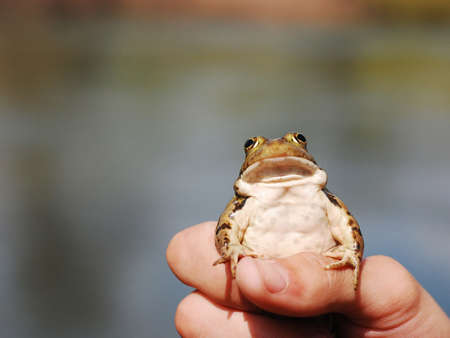 small wet frog hold on handの写真素材