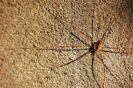 small spider on the brown wall, macroの写真素材