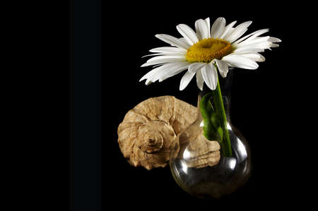 flower in flask and cockleshell