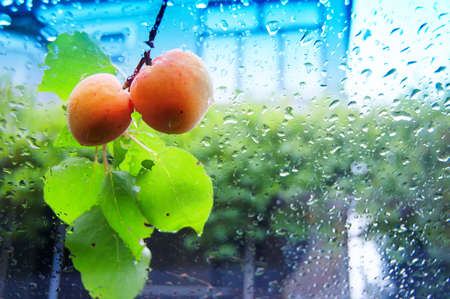 Apricots on wet screen backgroundの写真素材