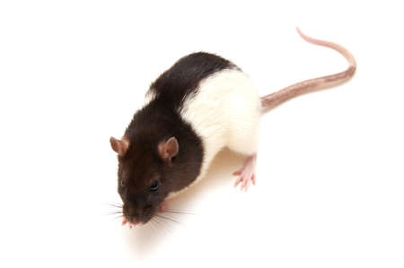 Black and white rat isolated on a white backgroundの写真素材