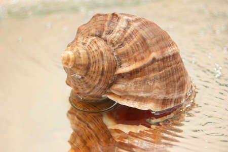 cockleshell