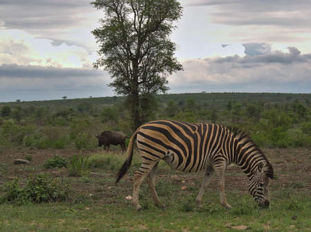 Zebra grazing on cloudy day in Kruger National Park in South Africaの写真素材