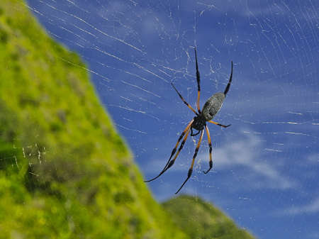 Nephila inaurata spider from Indian Ocean with its wonderful colorsの写真素材