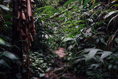 A corridor of leafs and plants in the middle of a lush jungle in Malaysia
