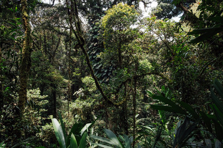 A mess of vegetation with creepers and mosses in the lush jungle in Malaysiaの写真素材