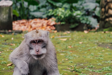 A close look at a monkey in a forest in Baliの写真素材