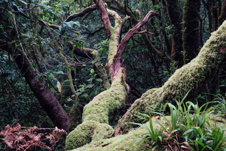 Moss-covered branches in the Anaga rainforest in Tenerife