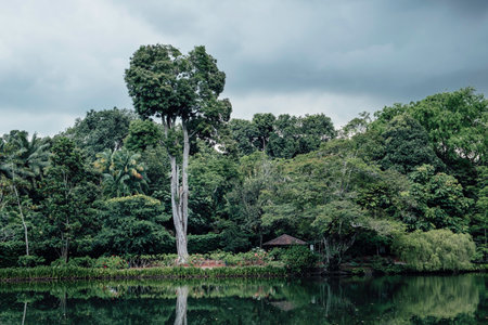 Beautiful vegetation in the garden city with a lake in front in Singaporeの写真素材