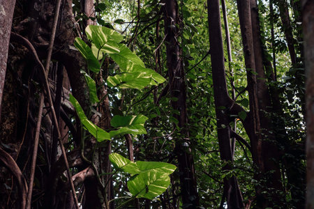A creeper along the trunk of a huge tree in the jungle in Singapore