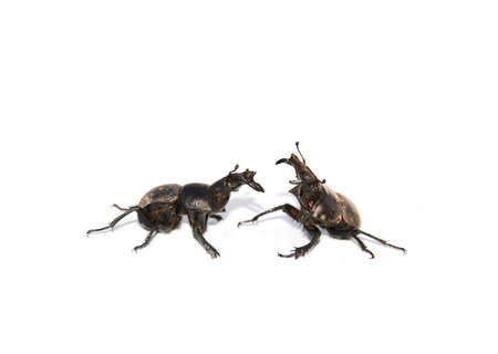 Two bugs in a fighting pose ( on a white background)の写真素材