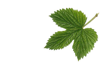 Green leaf with drops of dew isolated on a white background