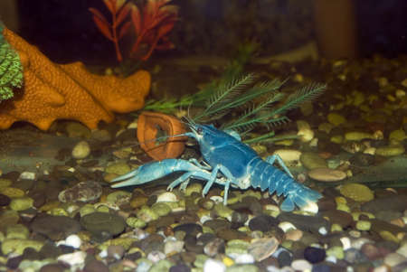 Blue crayfish. The crayfish of blue color - lives in the black seaの写真素材