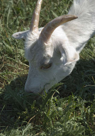 Goat grazed on a pasture. A white young goat