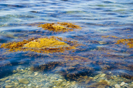Picturesque sea seaweed in blue transparent waterの写真素材