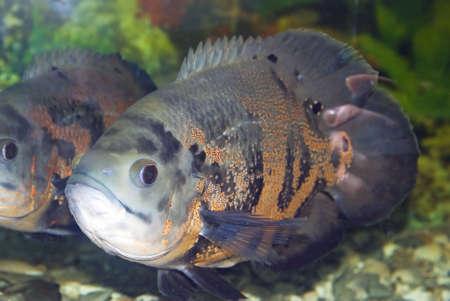 The fish at the bottom of ocean, is photographed close upの写真素材