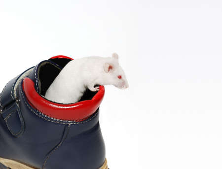 The white mouse. Tries to get out of a bootの写真素材