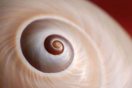 Cockleshell. A structure of a sea cockleshell, a photo close up