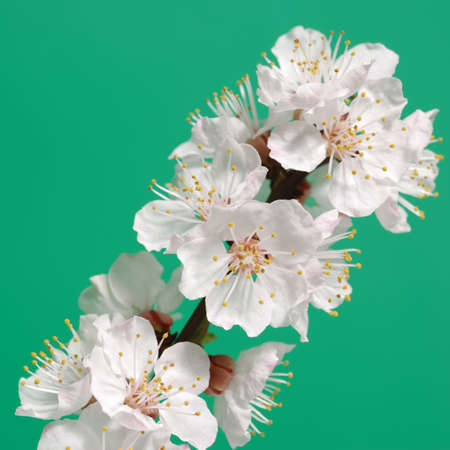 Blossoming branch of a tree. A fruit tree - an apricot, blooming in the early springの写真素材