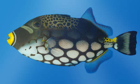 Exotic fish. The sea wild world of the tropical seas