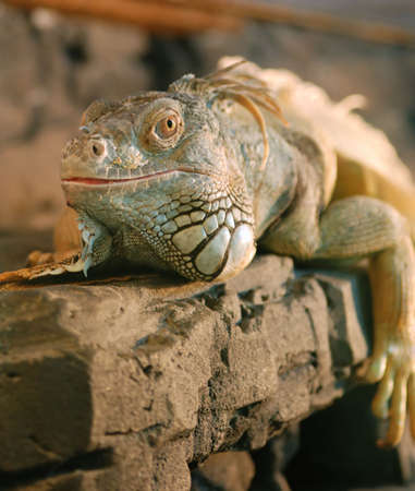 The lizard. Wild animals. An aquarium - wild animalsの写真素材