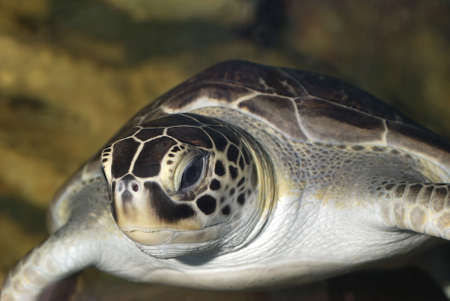 Turtle. A underwater life of the tropical seasの写真素材