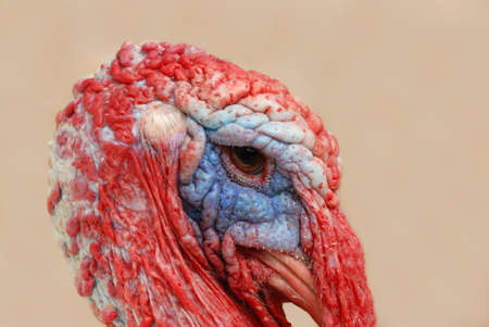 The turkey-cock. A photo close up heads of poultry